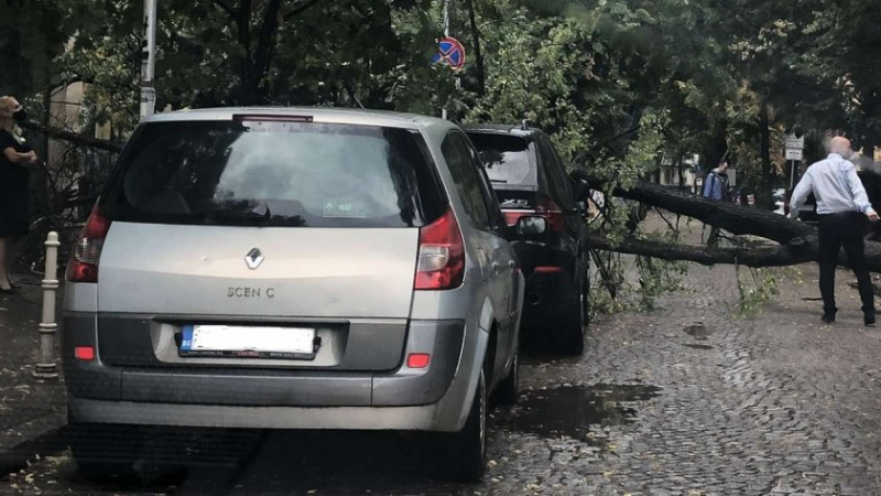 Дърво потроши кола в центъра на София СНИМКИ