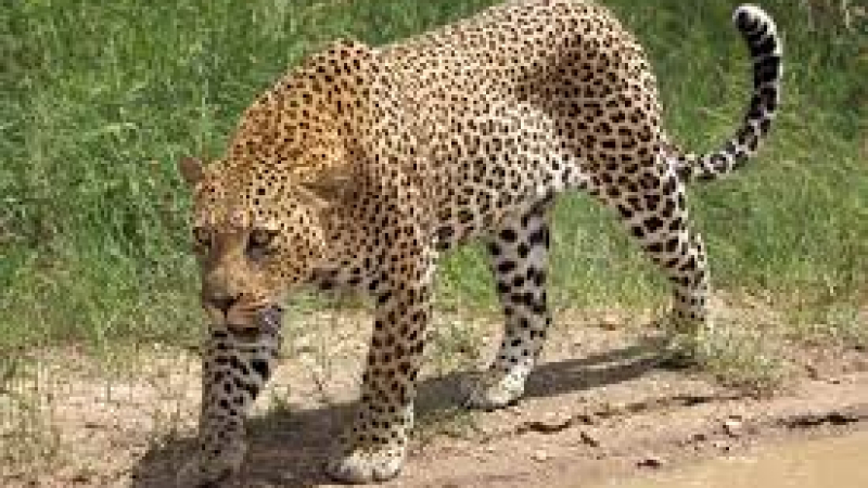 Леопард нападна модел по време на фотосесия
