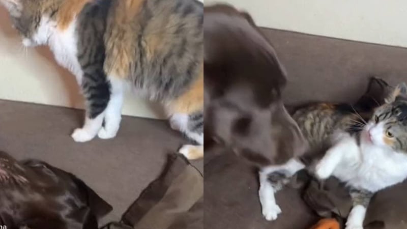 Вижте как котка измами лабрадор с хитър план ВИДЕО