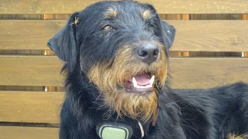 Изгубено куче измина 380 км, за да се прибере СНИМКИ