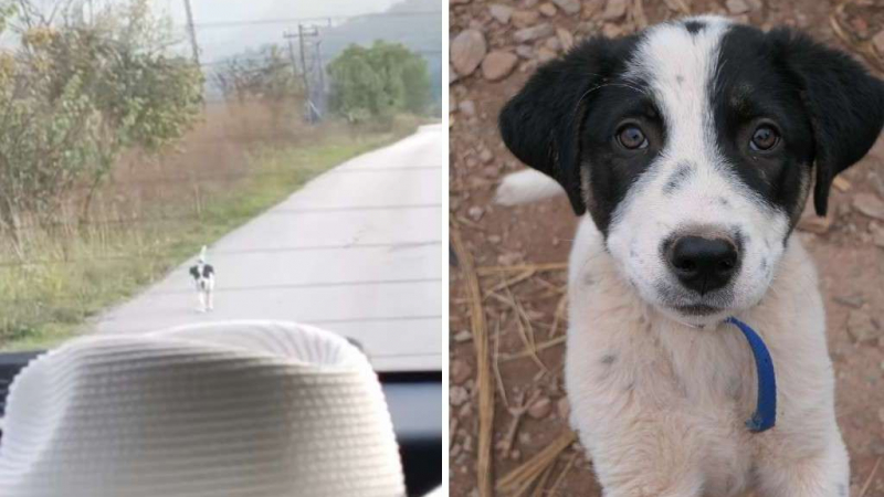Историята на това бездомно кученце, бягащо след кола, просълзи всички СНИМКИ 