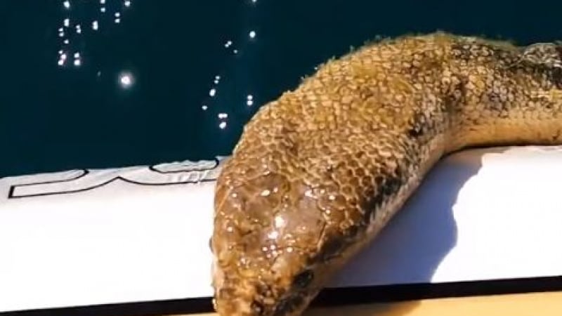 Сексуално незадоволена гигантска морска змия побърка мрежата ВИДЕО 18+