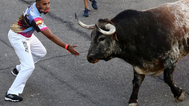 В Толедо отново се надбягват с бикове ВИДЕО