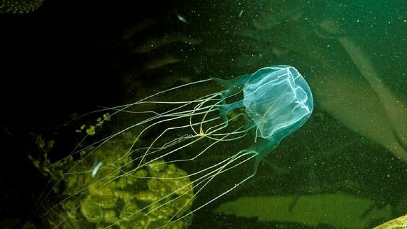 Мъж хвана с голи ръце най-опасната медуза в света ВИДЕО