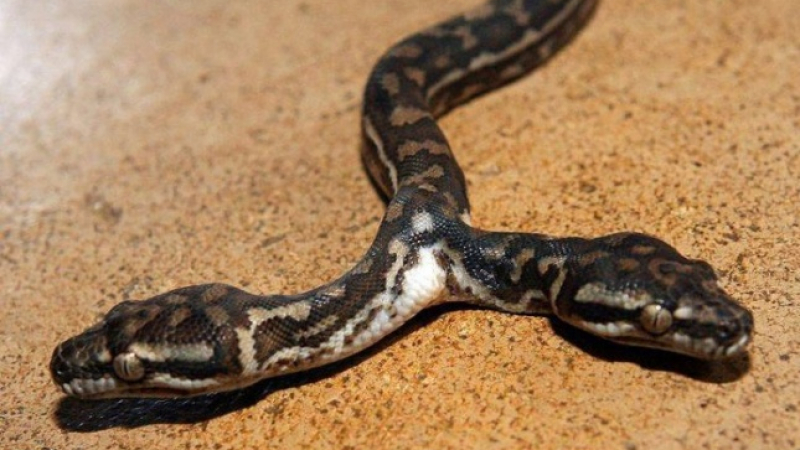 Радиоактивни змии помагат на учените във Фукушима по много интересен начин