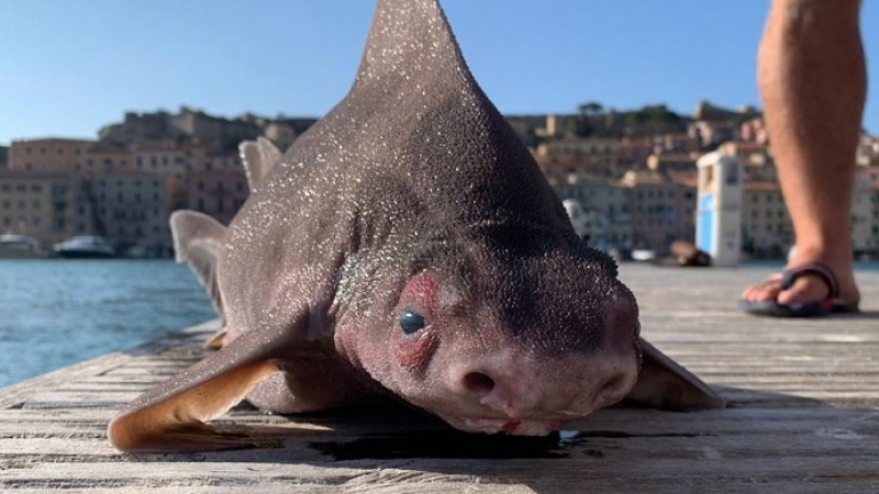 Рибари хванаха странно същество с муцуна като на прасе