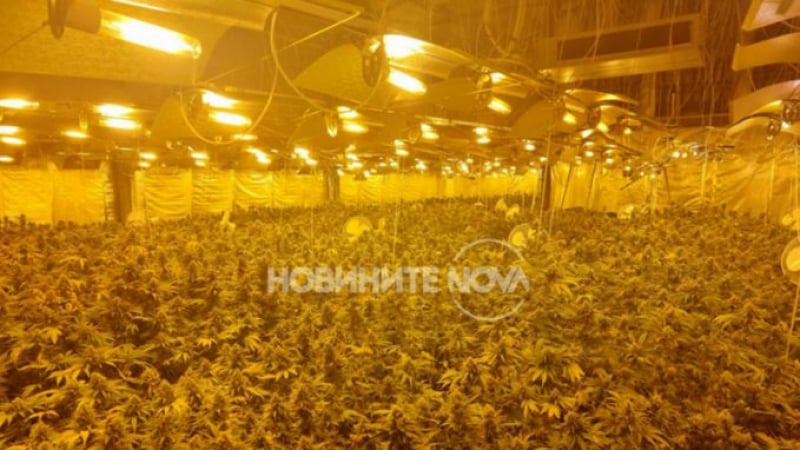 Първи СНИМКИ на марихуана за 1 млн. лева, спипана в София