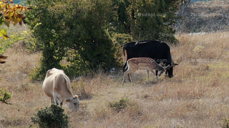 Елен се влюби в крави в Родопите и не иска да се връща в гората ВИДЕО