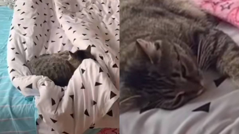 Най-невъзмутимата котка в света бе запечатана на ВИДЕО и развесели мрежата
