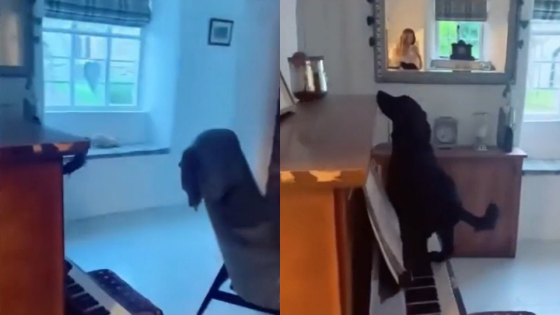 Куче неочаквано започна да свири на пиано и порази собственичката си ВИДЕО