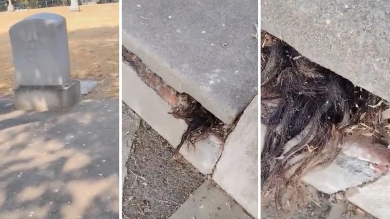 Зловещо ВИДЕО 18+! Човешка коса изпълзя от 100-годишен гроб