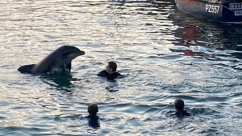Дружелюбен делфин умря заради любовта си към хората ВИДЕО
