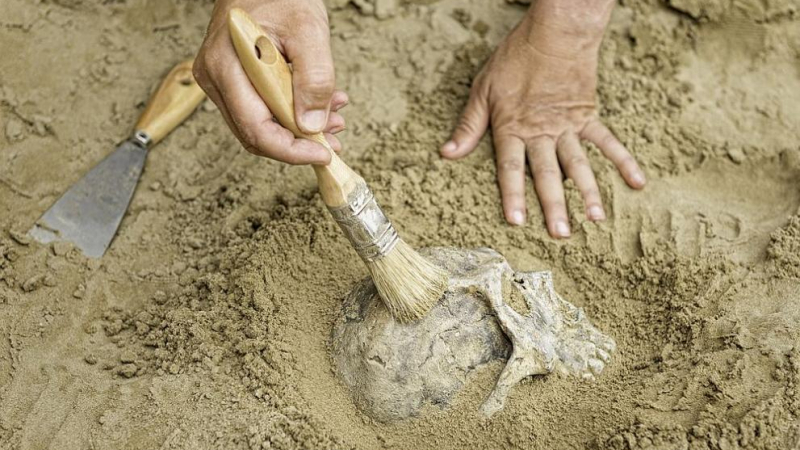 Откриха останки от човешки череп на 32 хиляди години