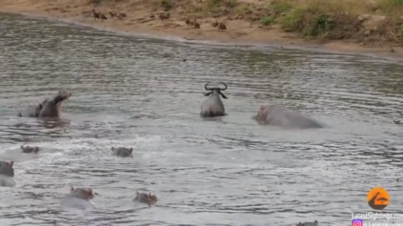 Зрелищно ВИДЕО: Хипопотами спасиха антилопа гну, захапана от два крокодила 