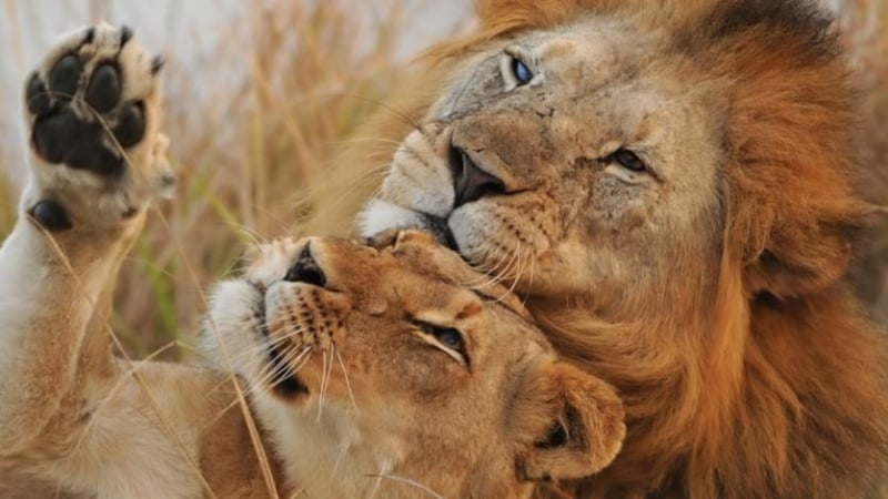 Уникално ВИДЕО с влюбени лъвове разчувства мрежата