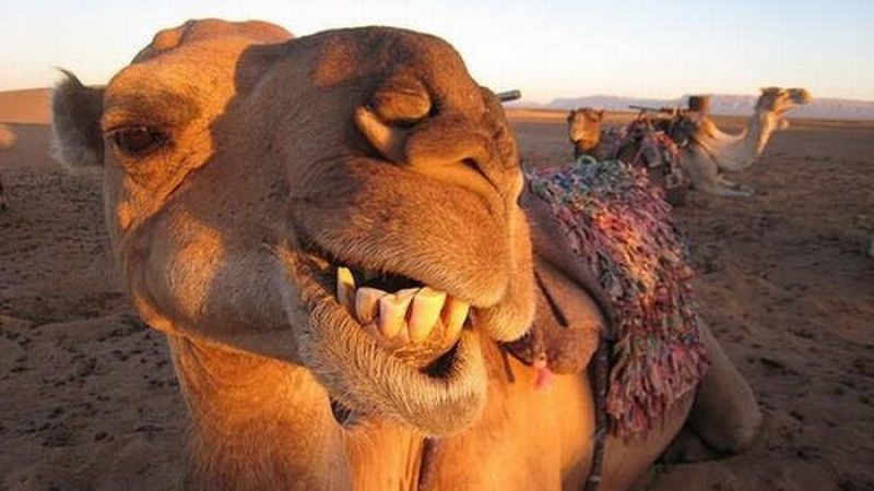 Бизнес за милиони: В Дубай вече клонират камили!