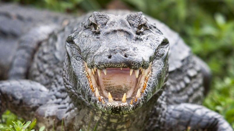 Крокодил направи нещо нечувано и невиждано ВИДЕО