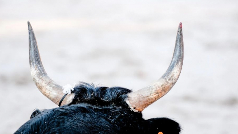 Трагедия! Побеснял бик уби пастир в Кюстендилско