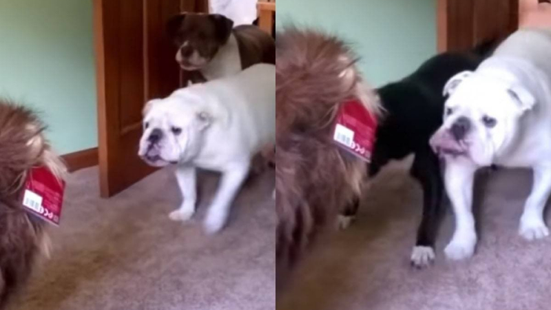 Забавната реакция на три кучета към играчка разсмя мрежата ВИДЕО