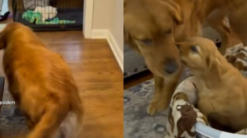 Реакцията на ретривър към малко кученце трогна интернет ВИДЕО