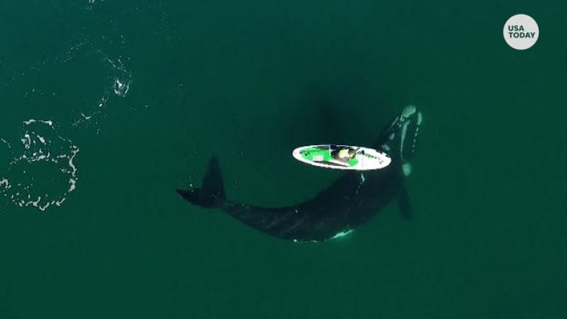 Спиращи дъха кадри с гигантски кит край Патагония разтърсиха мрежата ВИДЕО