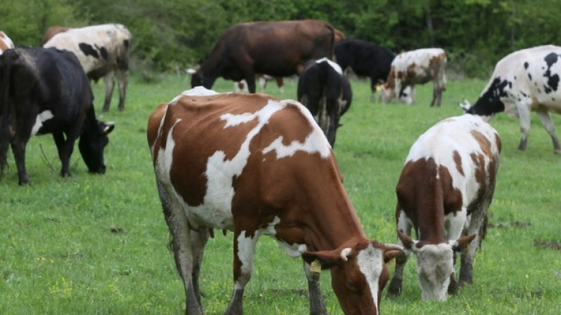 Измама с евросредства: Ферми отглеждат животни фантоми