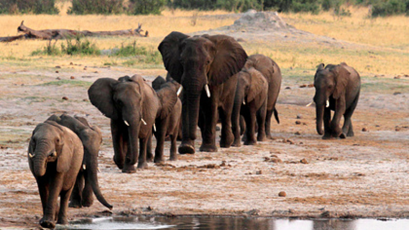 Турист заведе сина си на сафари и бе убит от слон 