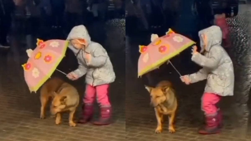 Момиче, което спасява куче от дъжда, очарова и трогна интернет ВИДЕО