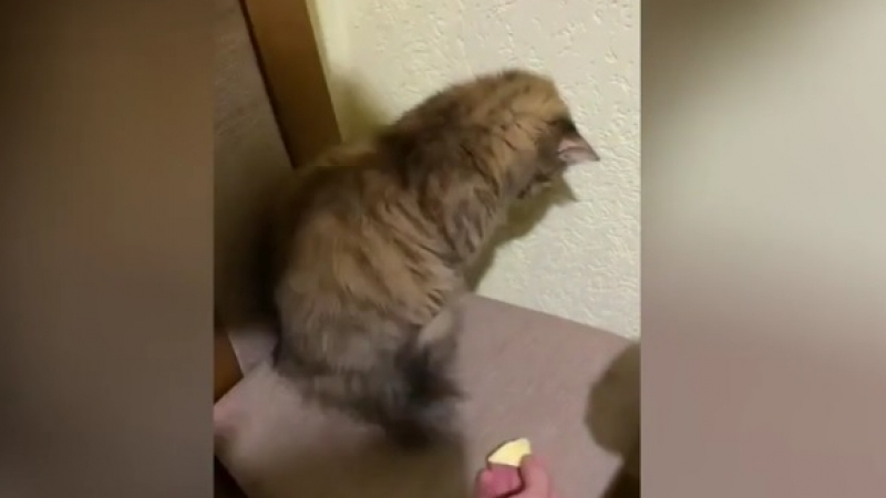 Котка, обидена от шега на собствениците си, развесели мрежата ВИДЕО
