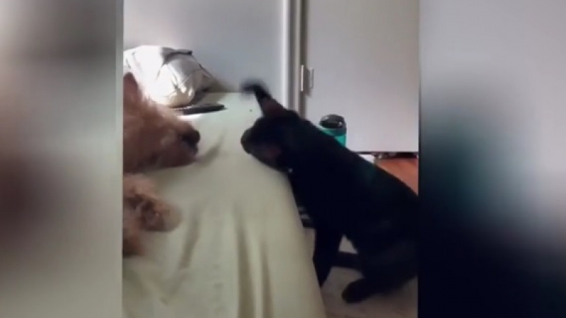 Епичното нападение на котарак върху спящо куче разсмя интернет ВИДЕО