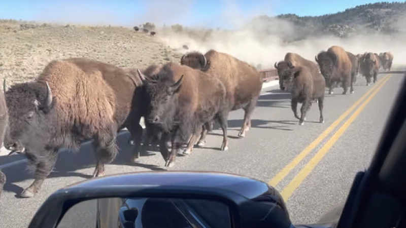 ВИДЕО за хора със здрави нерви: Автомобил срещу стадо бизони