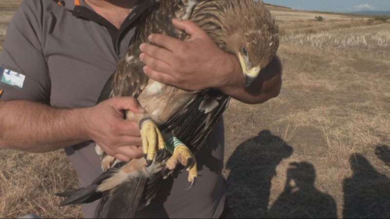Рядка птица, пусната на свобода у нас, е открита мъртва в Турция