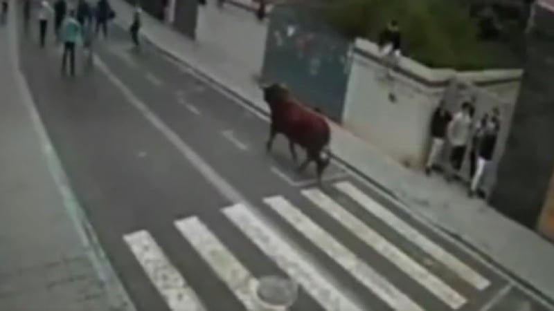 Опасно забавление: Мъж загина на надбягване с бикове в Испания ВИДЕО 18+