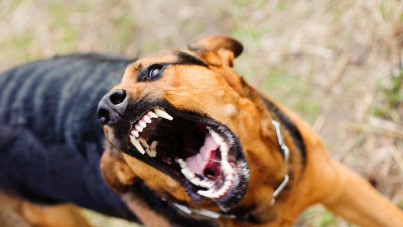 Ужас: Куче нападна свирепо детенце в парк в София 