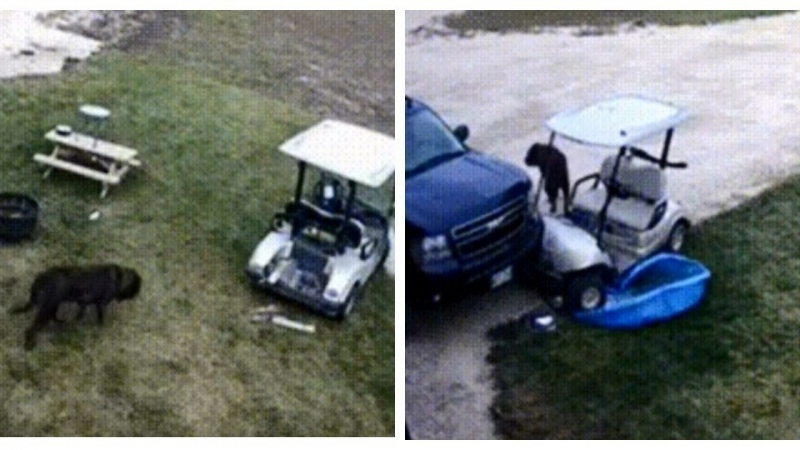 Куче подкара количка за голф и катастрофира! ВИДЕО от станалото взриви мрежата