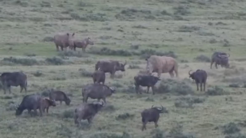 Бял носорог влезе в битка с бивол пред очите на туристи ВИДЕО