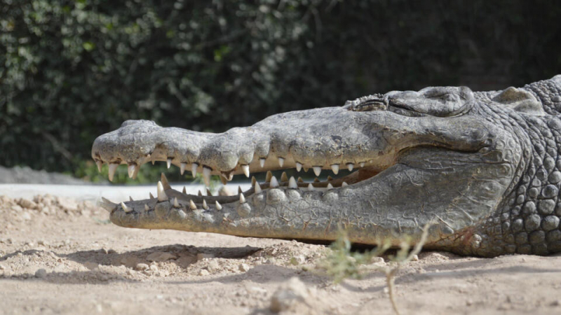 Ето как смелчага успя да се освободи от зъбите на крокодил