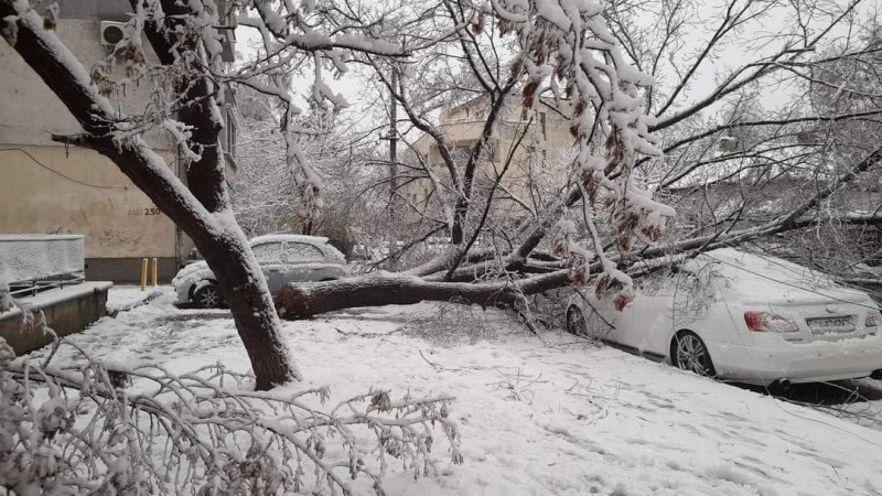 Снежна блокада в България: Катастрофи, паднали дървета и... СНИМКИ