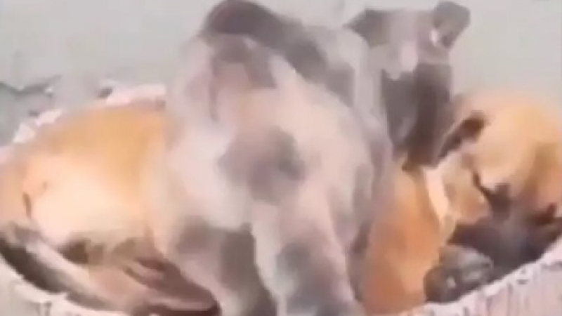 Котка легна да спи до приятеля си куче и умили интернет ВИДЕО