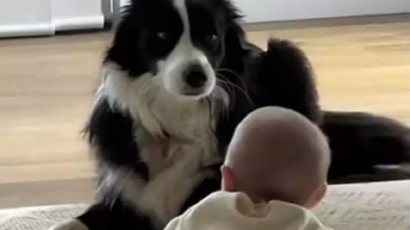 Реакцията на куче, което общува с бебе, ще направи деня ви по-добър ВИДЕО
