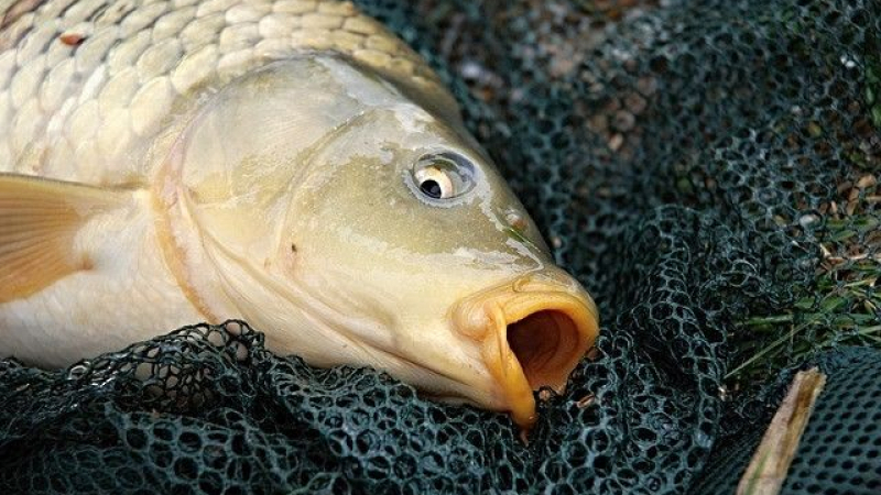 Най-важната информация за Никулден: Как да разпознаем прясната риба