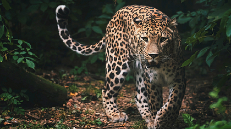 Леопард отвлече момченце, майка му подгони звяра и спаси сина си с голи ръце 