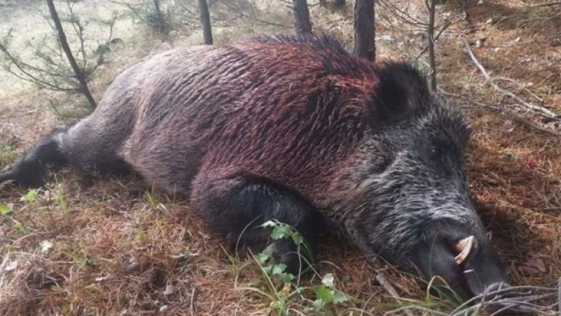 Прасета като носорози! Авджии отстреляха невиждани зверове в Родопите СНИМКА