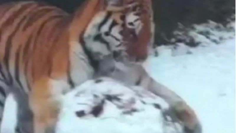 Играещ в снега тигър няма да остави никого равнодушен ВИДЕО
