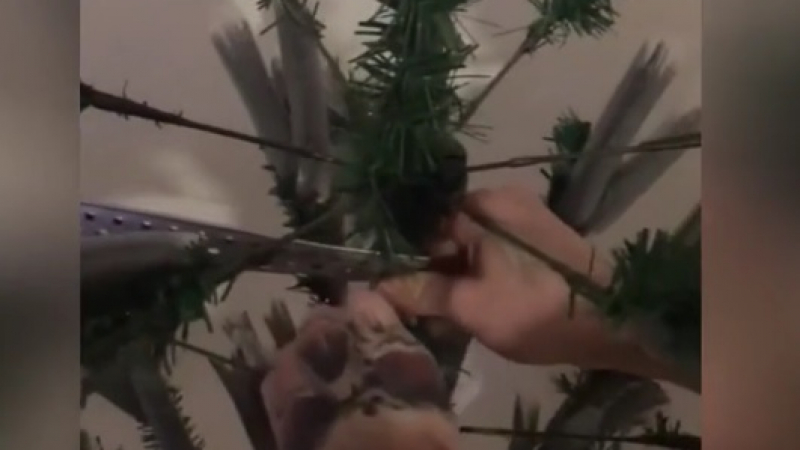 Полезен трик: Мъж показа как да се закрепи елхата в дом с котки ВИДЕО