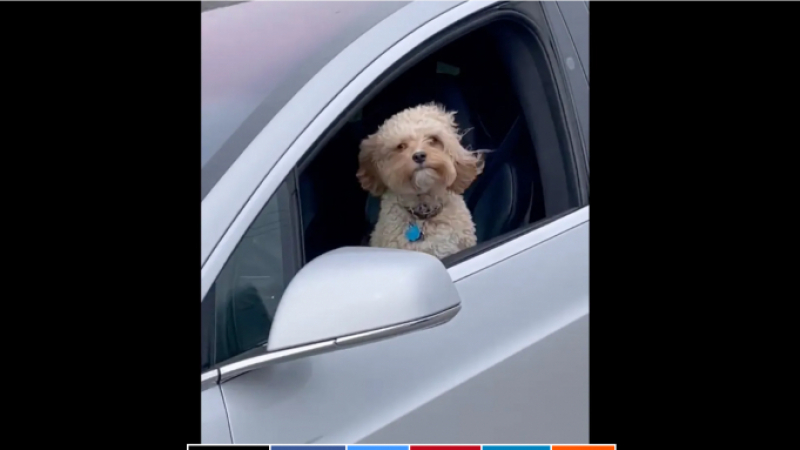 Нова простотия в интернет: Кучета карат коли Tesla