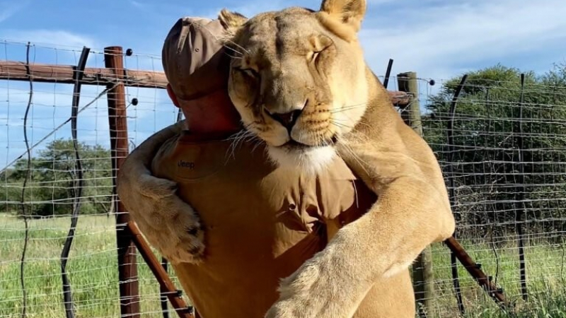 Трогателно: 9-годишна лъвица обожава своя спасител СНИМКИ