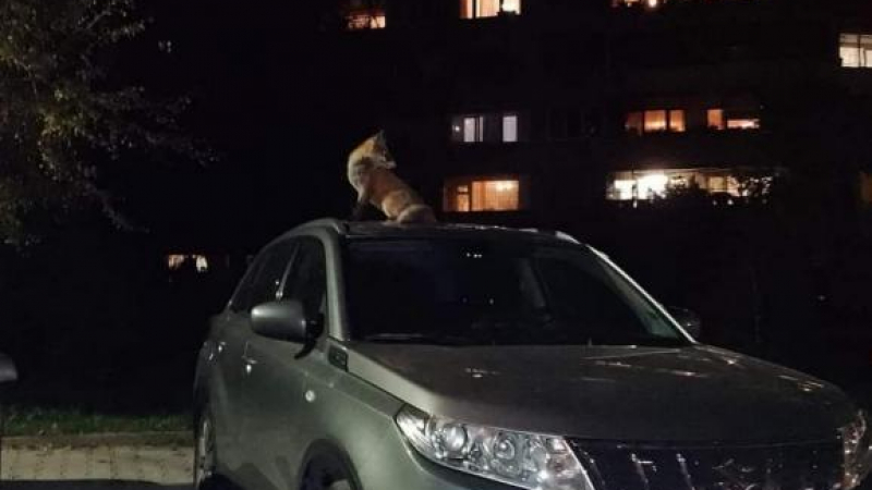 Горски хищници нахлуха в София и плъзнаха във всички квартали СНИМКИ