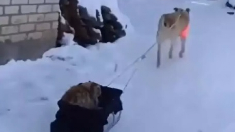 Кавалер: Грижовно куче разхожда котка на шейна ВИДЕО