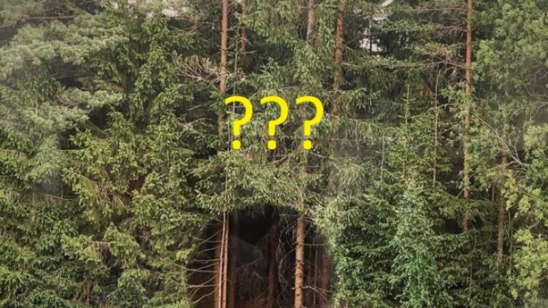Мистерия: Идеално кръгла дупка зее насред гората СНИМКА